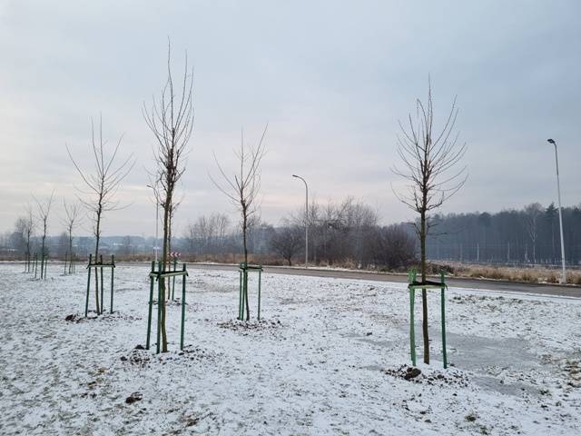 W grudniu Tyski Zakład Usług Komunalnych  posadził prawie 200 drzew! 