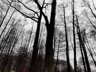 Nagie drzewo w parku, bez liści, w otoczeniu zielonej trawy i ścieżek spacerowych.  