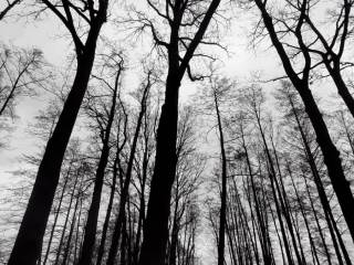 Puste drzewo w parku, pozbawione liści, w otoczeniu zimowej scenerii i ścieżek.  