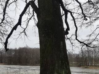 Wysokie drzewo bez liści znajduje się nad brzegiem stawu, w tle spokojna woda.