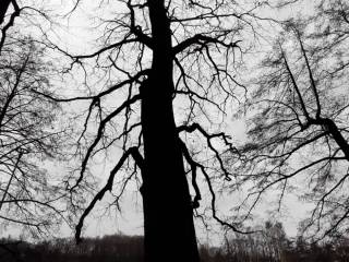 Nagie drzewo stoi przed jeziorem, odbijając się w spokojnej wodzie.  