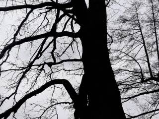 Łyse drzewo stoi przed jeziorem, odbijając się w spokojnej wodzie.  