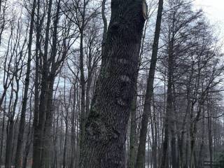 Puste drzewo w parku, bez liści, z widocznymi gałęziami, w otoczeniu alejek