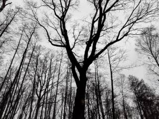Puste drzewo w parku, bez liści, z widocznymi gałęziami, w otoczeniu alejek