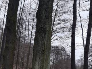 Grube drzewo w parku, bez liści, z widocznymi gałęziami, z tyłu droga asfaltowa