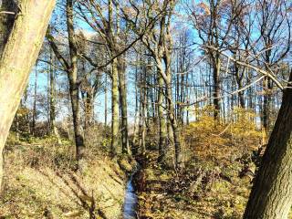Mały strumień płynący przez las, otoczony zielonymi drzewami i gęstą roślinnością. 
