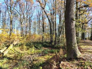 Gruby pień drzewa, kałuże i i gęsta roślinność. 