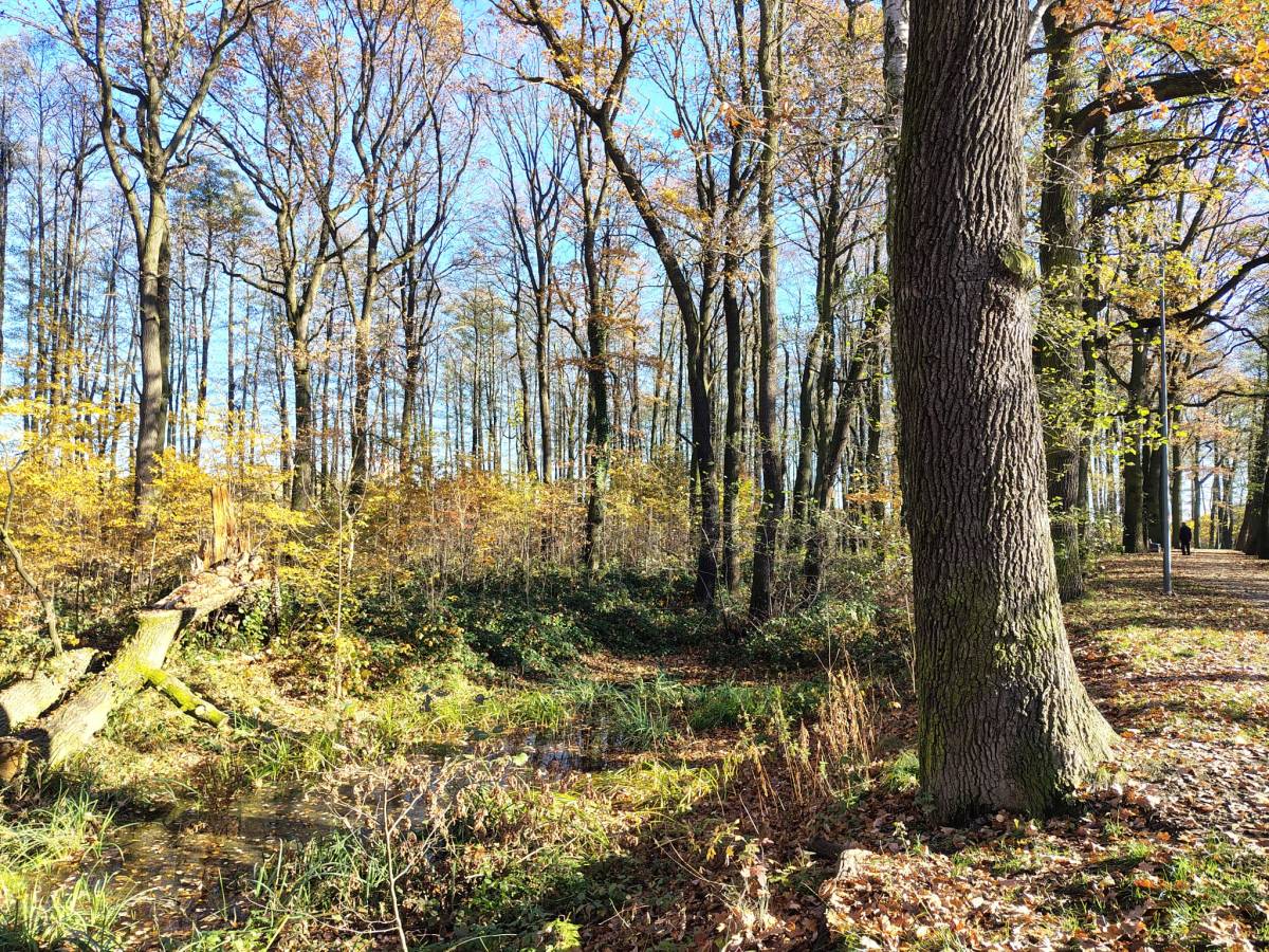 Gruby pień drzewa, kałuże i i gęsta roślinność. 