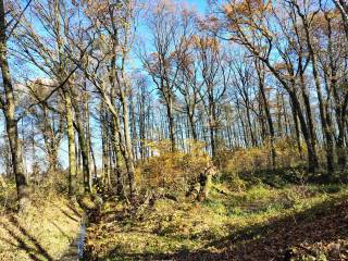 Gruby pień drzewa, wąski strumyk i i gęsta roślinność.