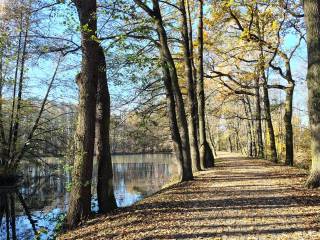 Ścieżka otoczona drzewami, pokryta opadłymi liśćmi, widoczny staw.
