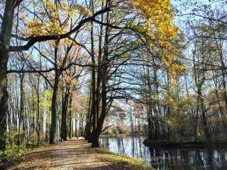 Ścieżka otoczona drzewami, pokryta opadłymi liśćmi i staw.