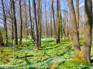 Pole białych kwiatów w lesie, otoczone drzewami.