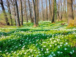 Pole białych kwiatów w lesie, otoczone drzewami i zielonymi liśćmi. 