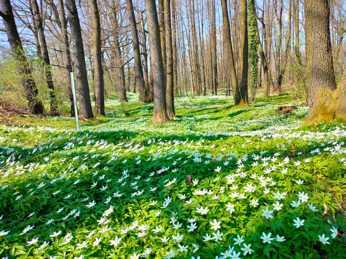 Pole białych kwiatów w lesie, otoczone drzewami i zielonymi liśćmi. 