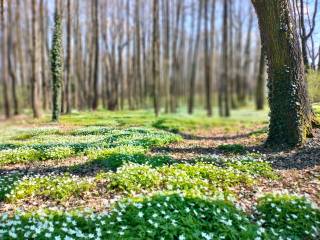 Pole białych kwiatów, otoczone drzewami i zielonymi liśćmi. 
