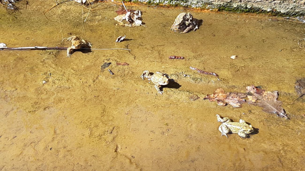 Ropuchy poruszajace się w wodzie