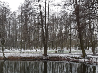 staw, drzewa i krajobraz zimowy