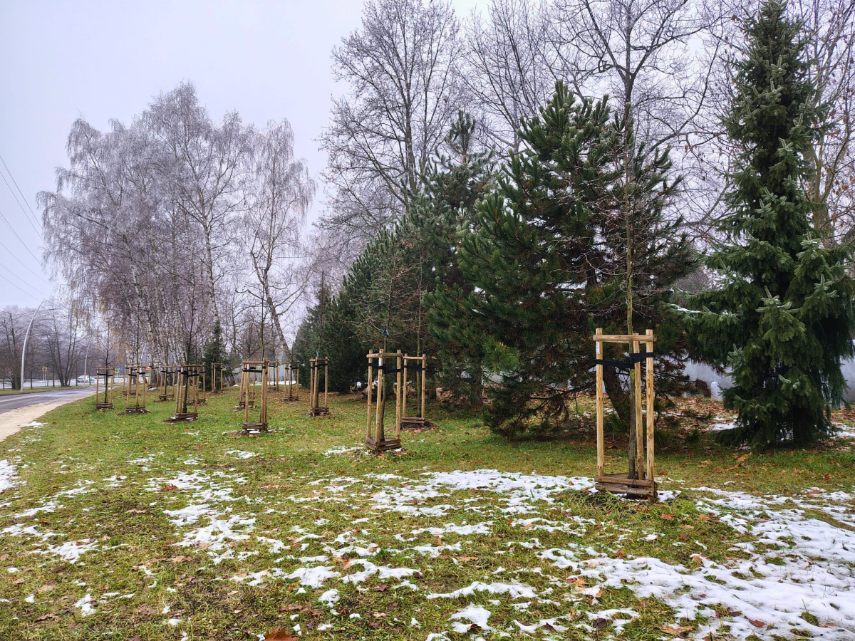 opalikowane młode drzewka, w tle roślinność, widać zalegający śnieg