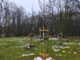 młode drzewko opalikowane, w tle roślinność, widać zalegający śnieg