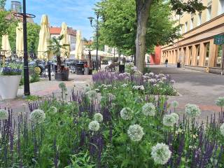Zielone nasadzenia, ławki, parasole, w tle zabudowania i fontanna, w oddali przechodzień