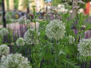 Widok z bliska na zielone nasadzenia, w tle rozmazane parasole i zabudowania