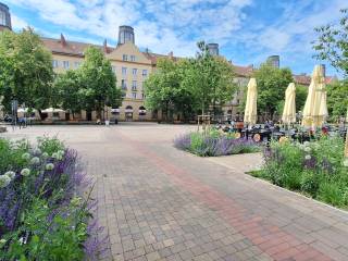 Zielone nasadzenia, drzewa, otaczające zabudowania i parasole